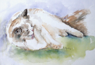 Katze